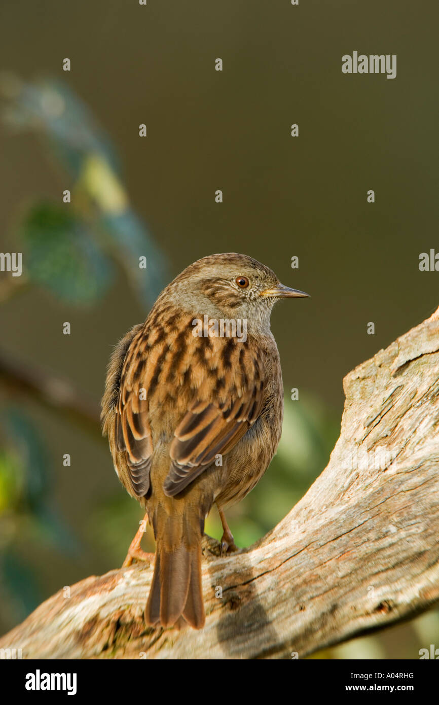Heckenbraunelle Prunella Modularis thront auf Zweig suchen Seite Wege Potton bedfordshire Stockfoto