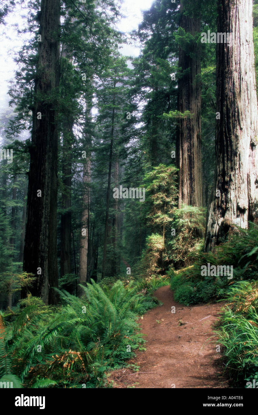 Pfad durch den üppigen Wald im Redwoods National Park, Kalifornien, USA führenden Stockfoto
