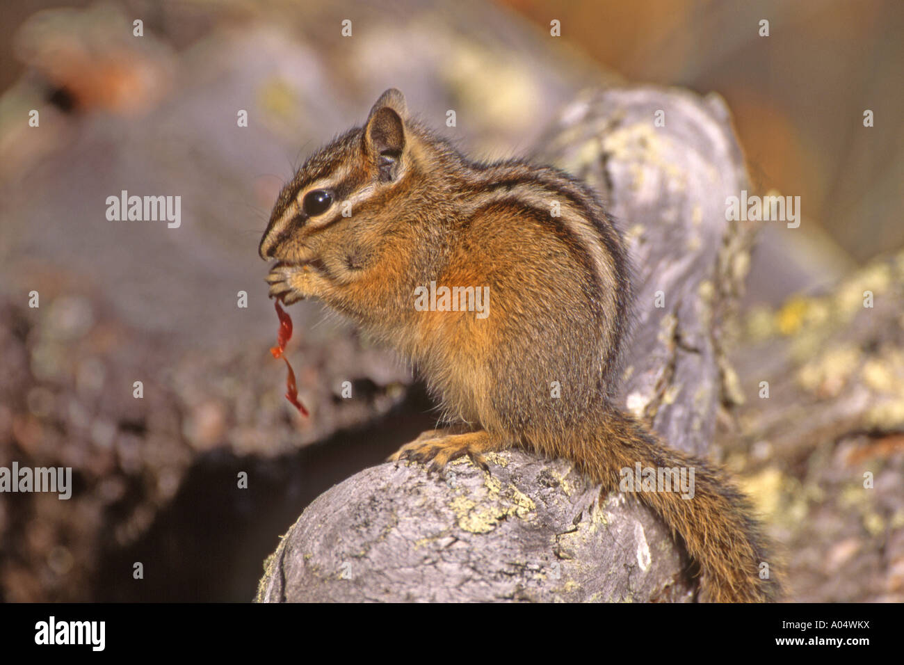 Streifenhörnchen (Tamias SP.) während des Essens auf Stein sitzend Stockfoto