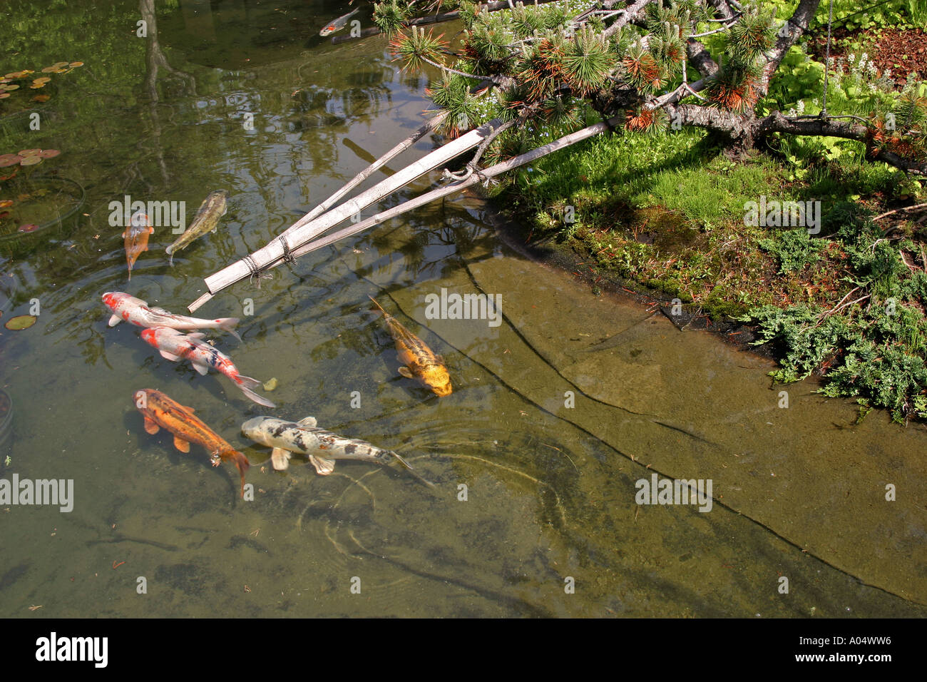 Karpfen-Kohaku auf einen japanischen Garten Teich Stockfoto