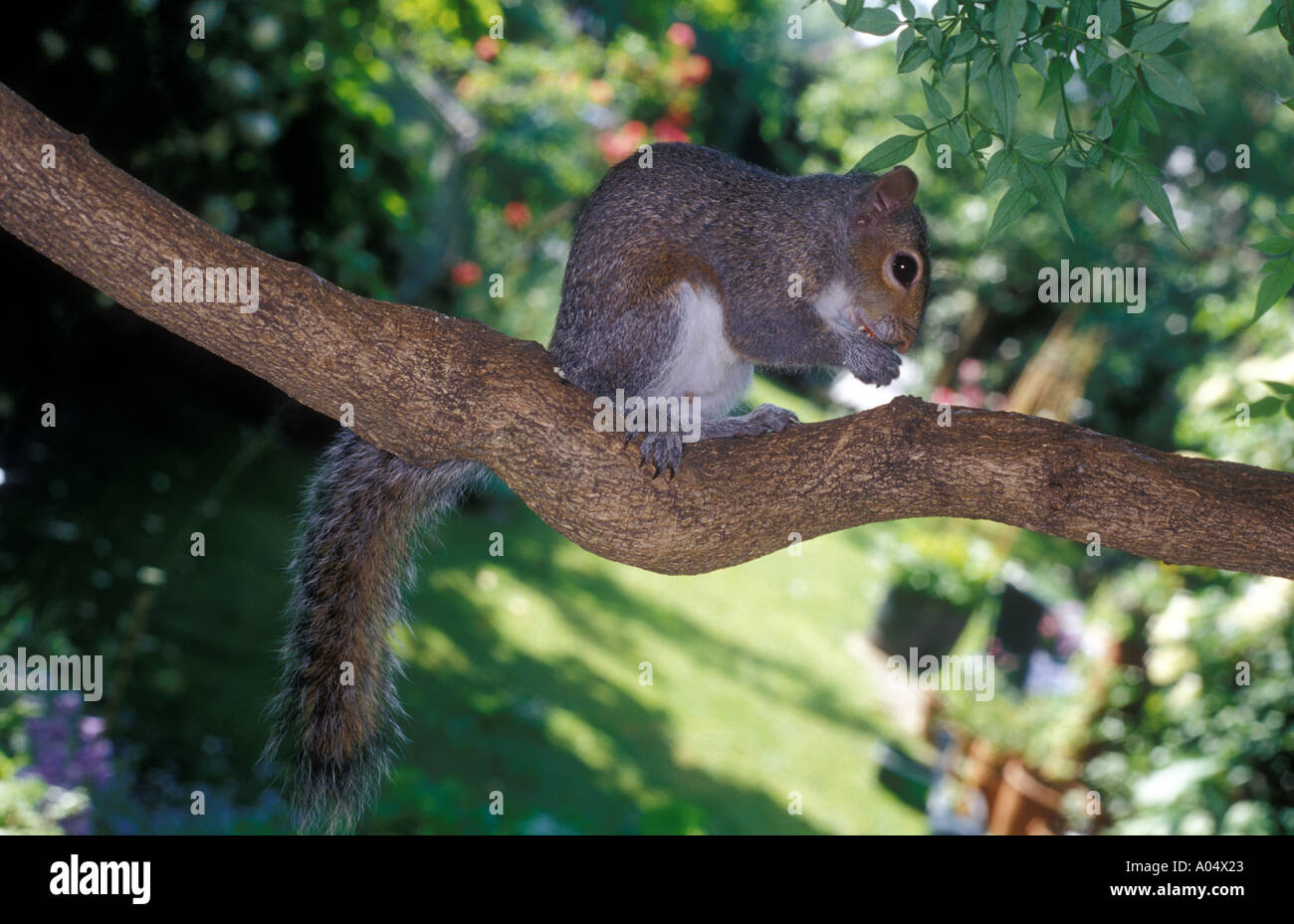 Junge Eichhörnchen Essen eine Nuss auf einem Ast in einem Garten Stockfoto