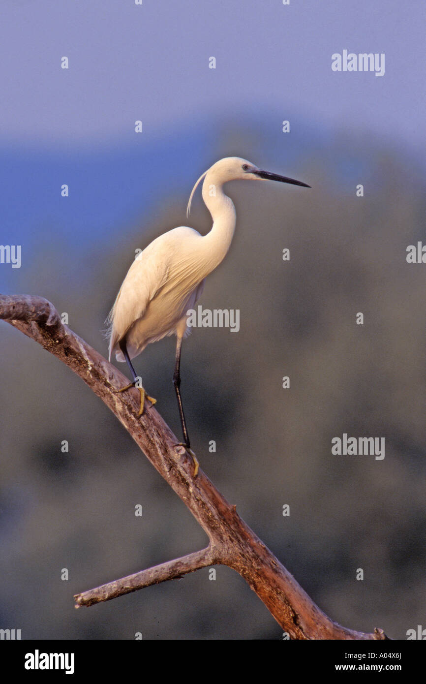 Seidenreiher (Egretta Garzetta) thront auf Zweig Stockfoto