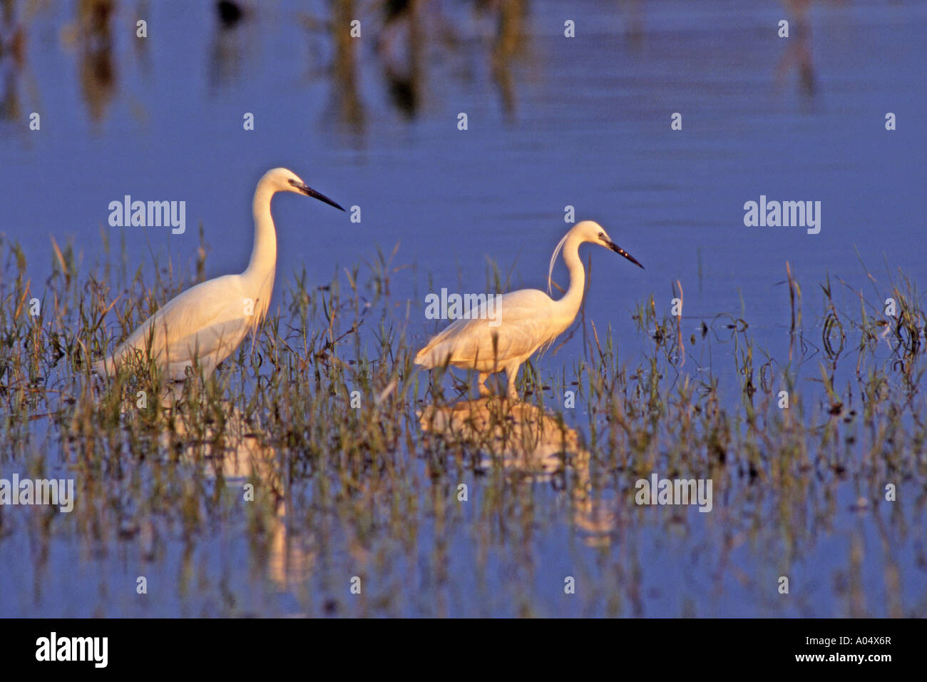 Kleine Silberreiher (Egretta Garzetta) zwei Personen auf der Suche nach Nahrung in seichtem Wasser Stockfoto