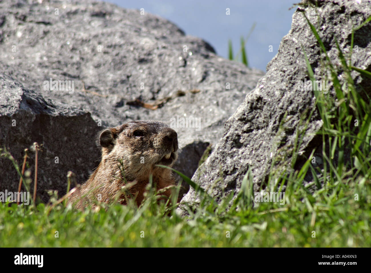 Murmeltier in der Nähe von Quebec Kanada Stockfoto