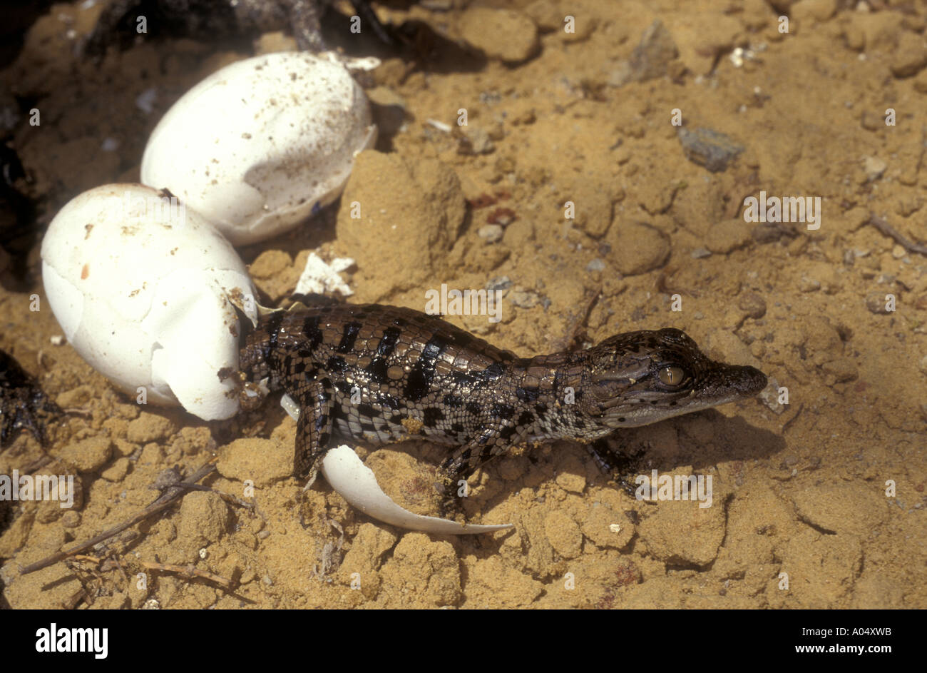 Baby-Krokodil, schlüpfen aus seinem Ei Simbabwe Afrika Stockfoto