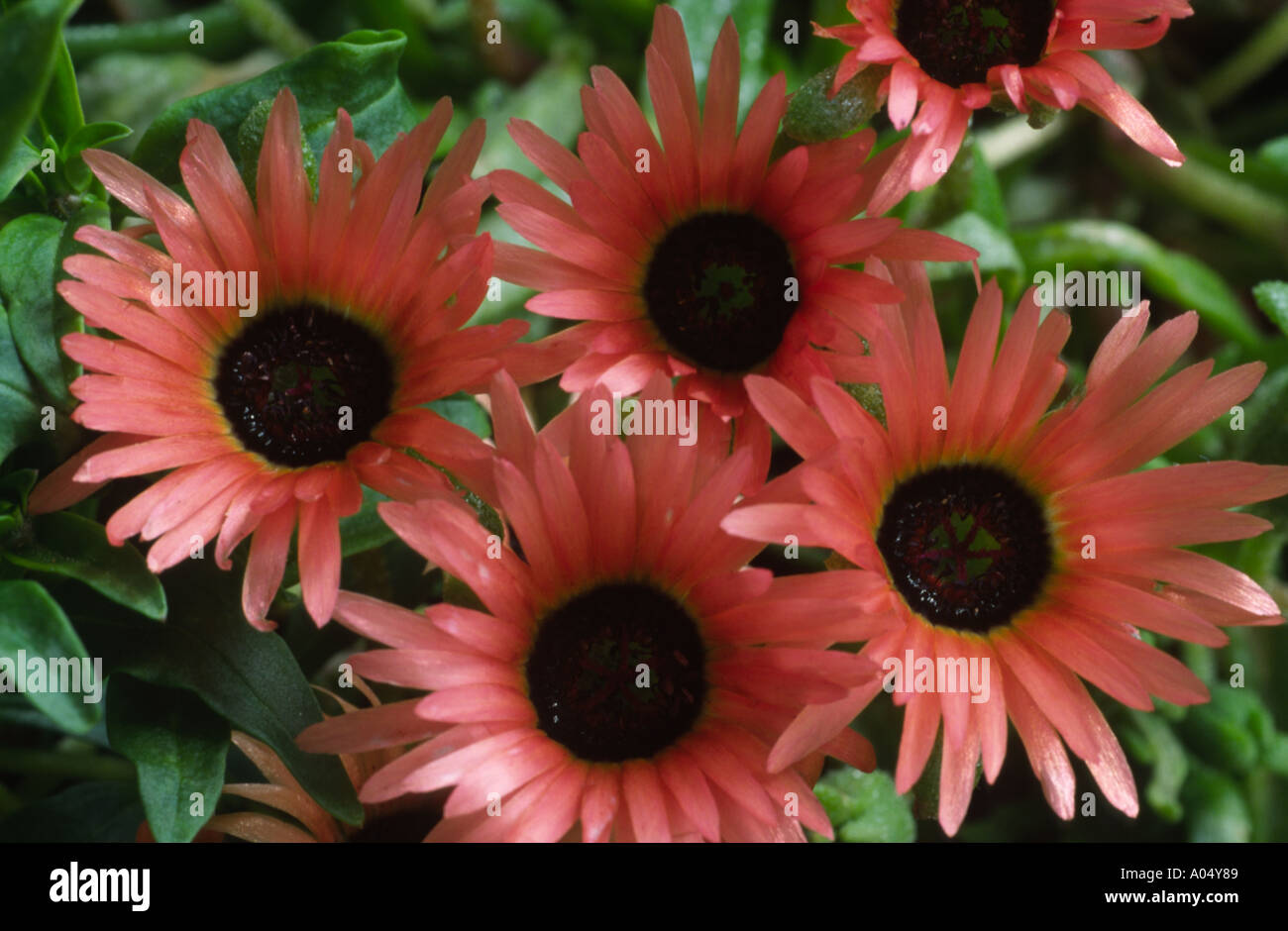 Dorotheanthus Bellidiformis "Apricot Tutu". Ice-Werk, Livingstone Daisy. Mesembryanthemum Stockfoto