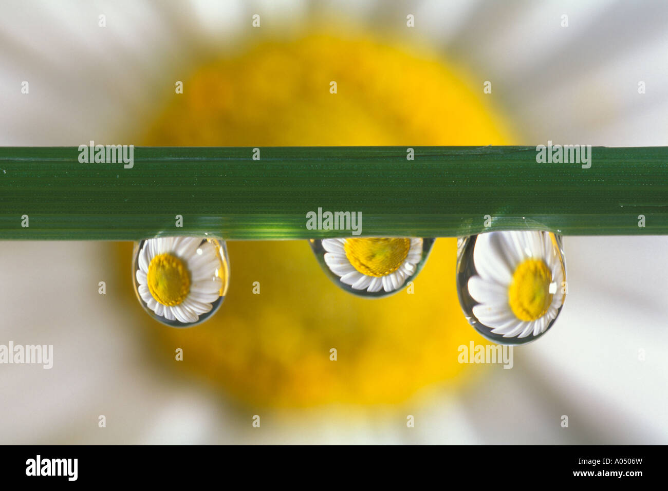 Daisy Flower spiegelt sich in drei Tropfen von Wasser Stockfoto