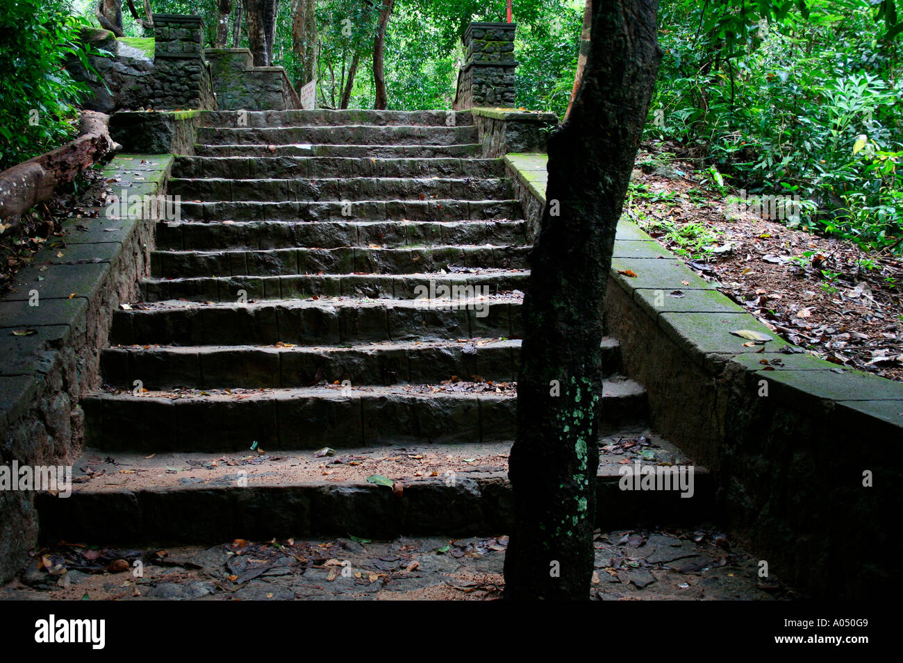 Blick auf einen Baumstamm zwischen nass- und moosigen Felsstufen bedeckt mit trockenen Blättern gebaut durch dichten Wald in Kerala Stockfoto