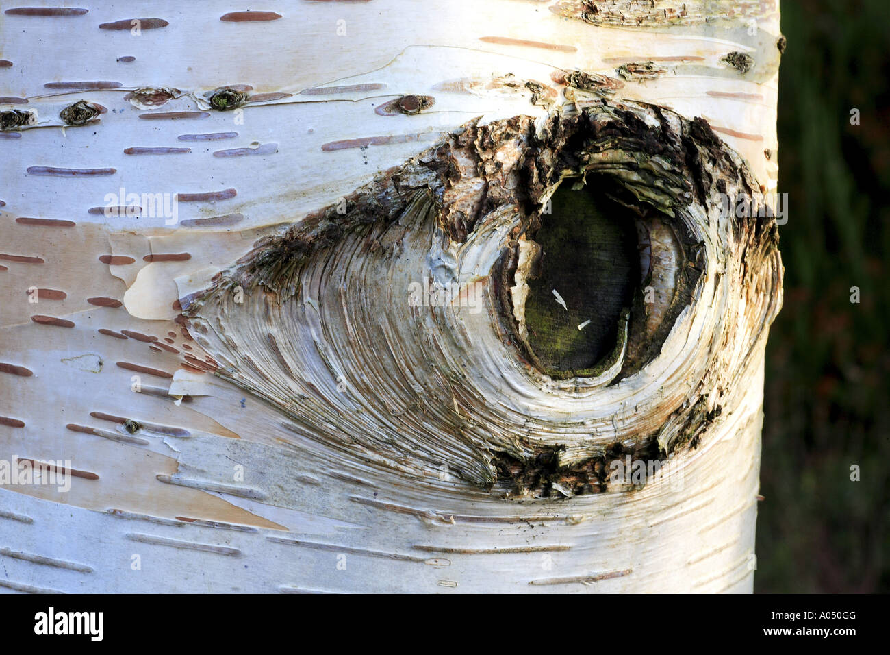 Betula Ermanii Birke Baumstamm Stockfoto