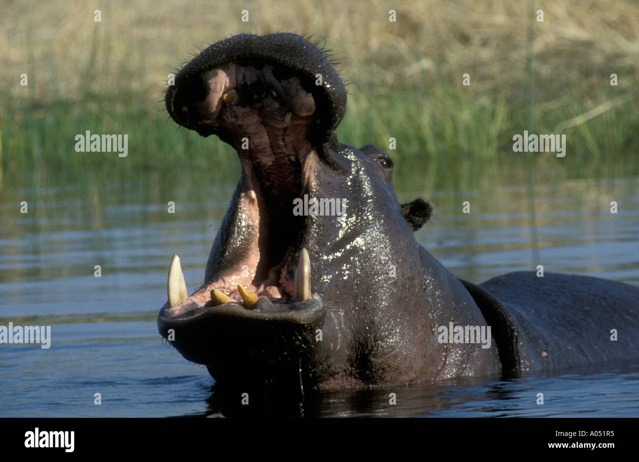 Nilpferd gähnen während schwelgen in einem Pool Moremi Game Reserve Botswana Stockfoto
