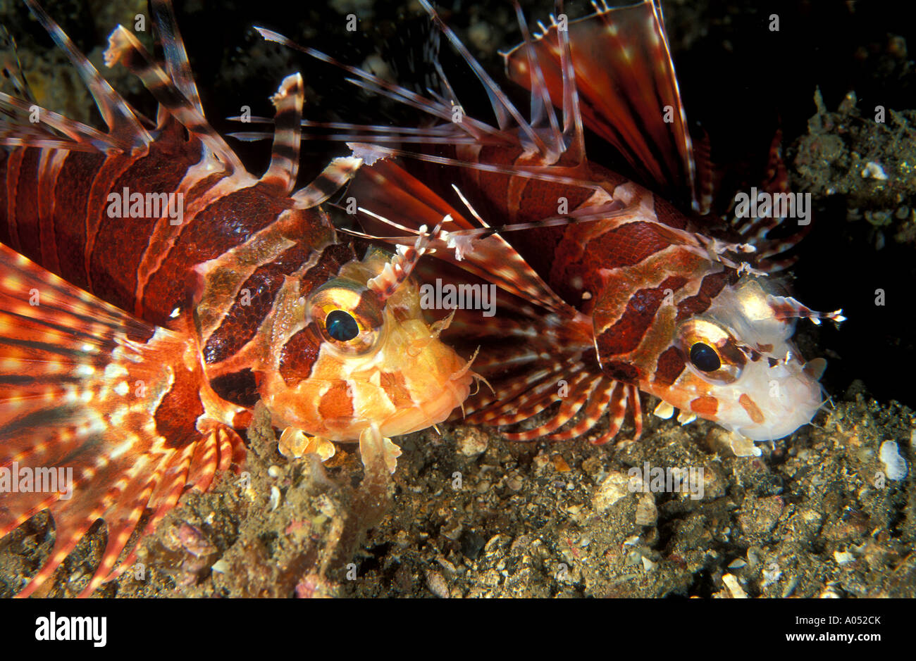 Zebra Rotfeuerfische, Dendrochirus Zebra, Sulawesi in Indonesien. Stockfoto