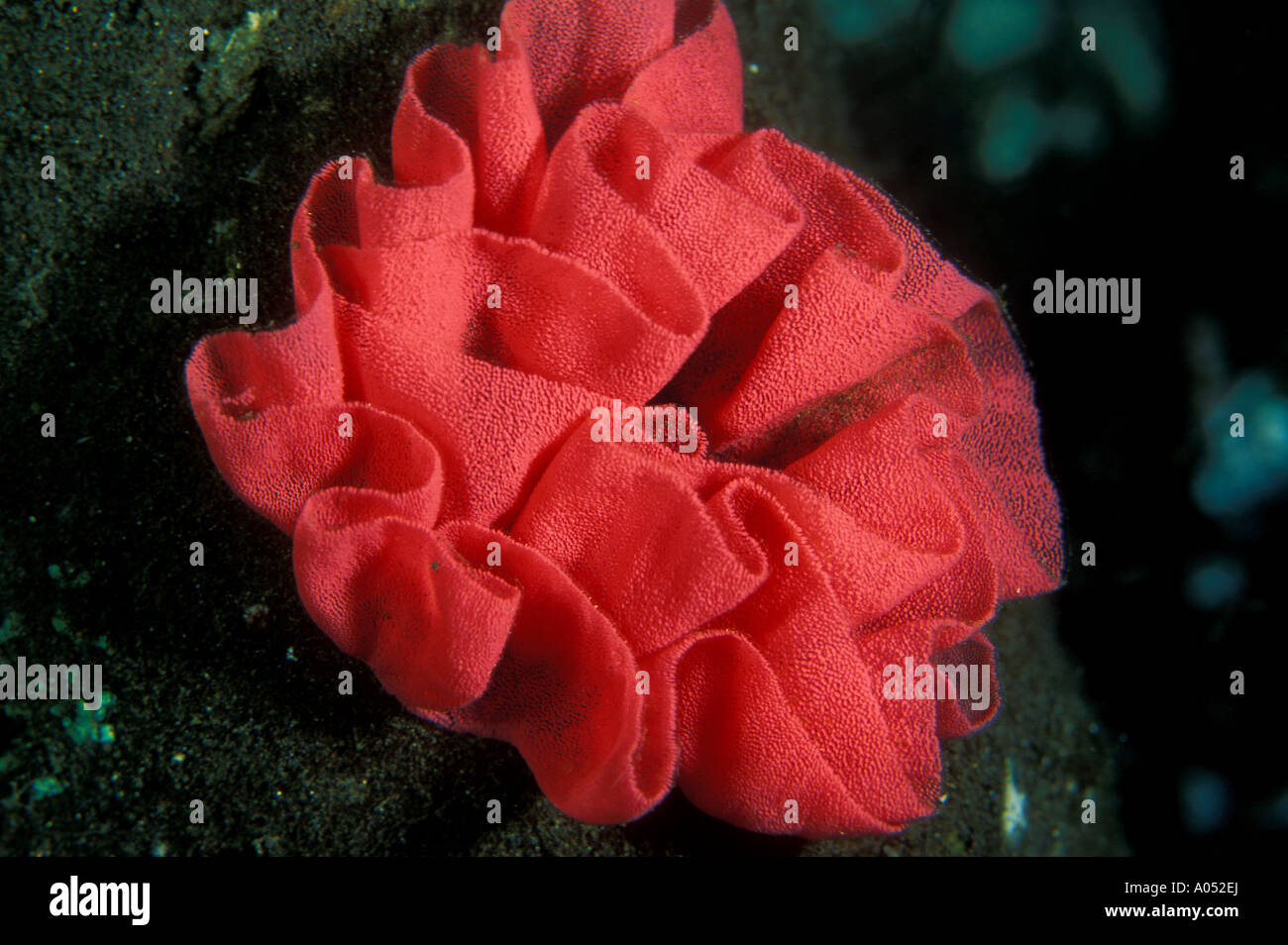 Multifunktionsleiste Form Nacktschnecken Ei Cluster auf einem Korallenriff, Salomon-Inseln. Stockfoto