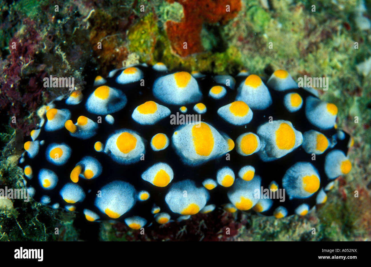 Giftigen Meeresschnecke, Phillidia Varicosa, Sulawesi in Indonesien. Stockfoto