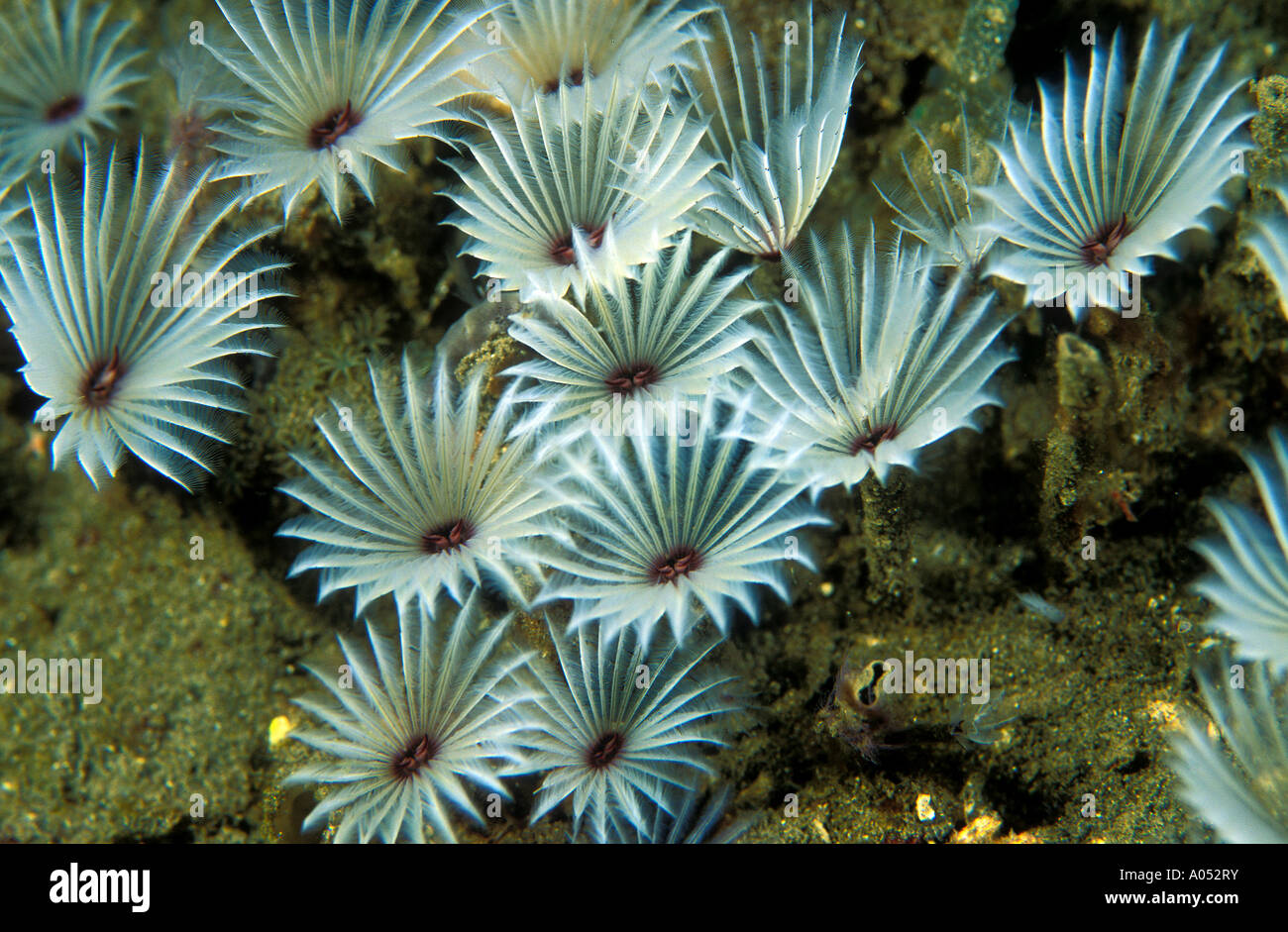 Marine Worms, Sulawesi in Indonesien. Stockfoto