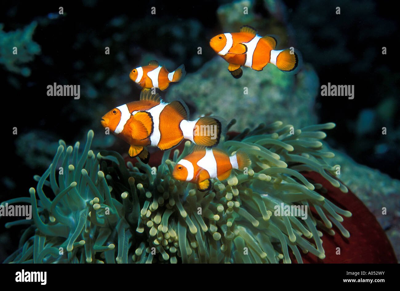 Clownfische, Amphiprion Percula, Trobriand-Inseln, Papua-Neu-Guinea. Stockfoto