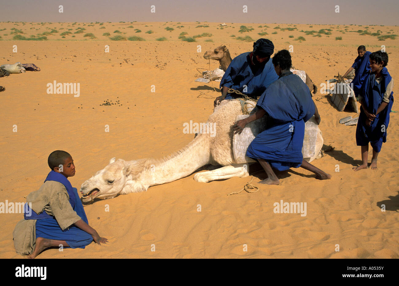 Tuareg laden Salztabletten auf einem Kamel in den Wohnwagen, große Sahara Mali. Stockfoto