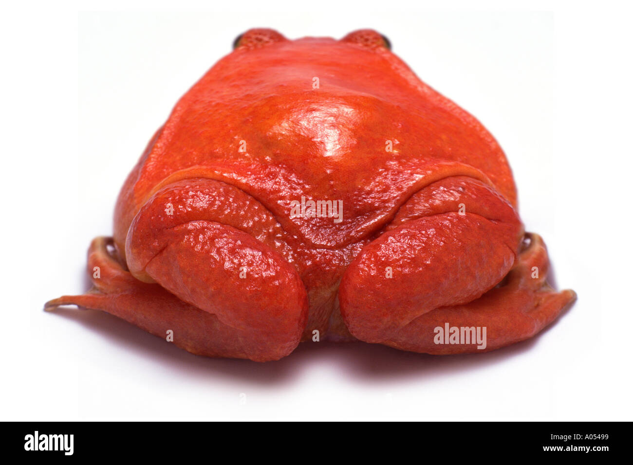Rote Frosch Stockfoto