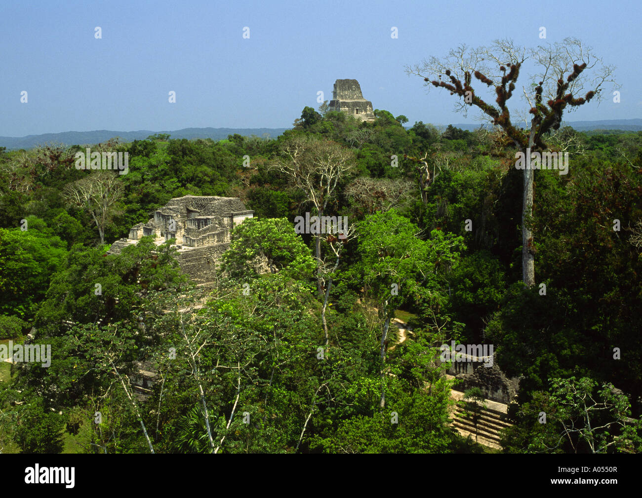 Tempel IV von El Mundo Perdido, Tikal, El Petén, Guatemala Stockfoto