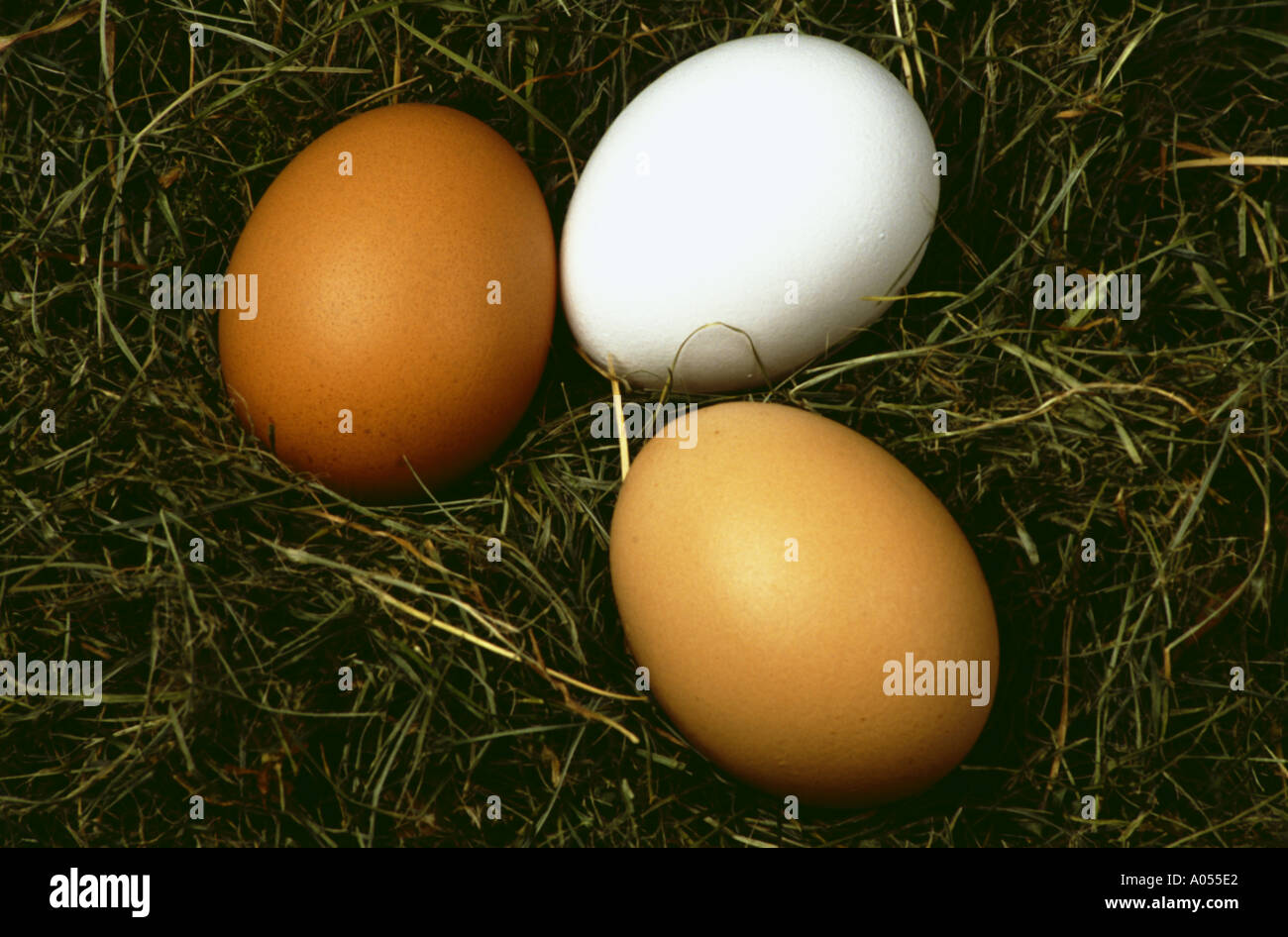 Eiern im Nest s Hühnereier Stockfoto