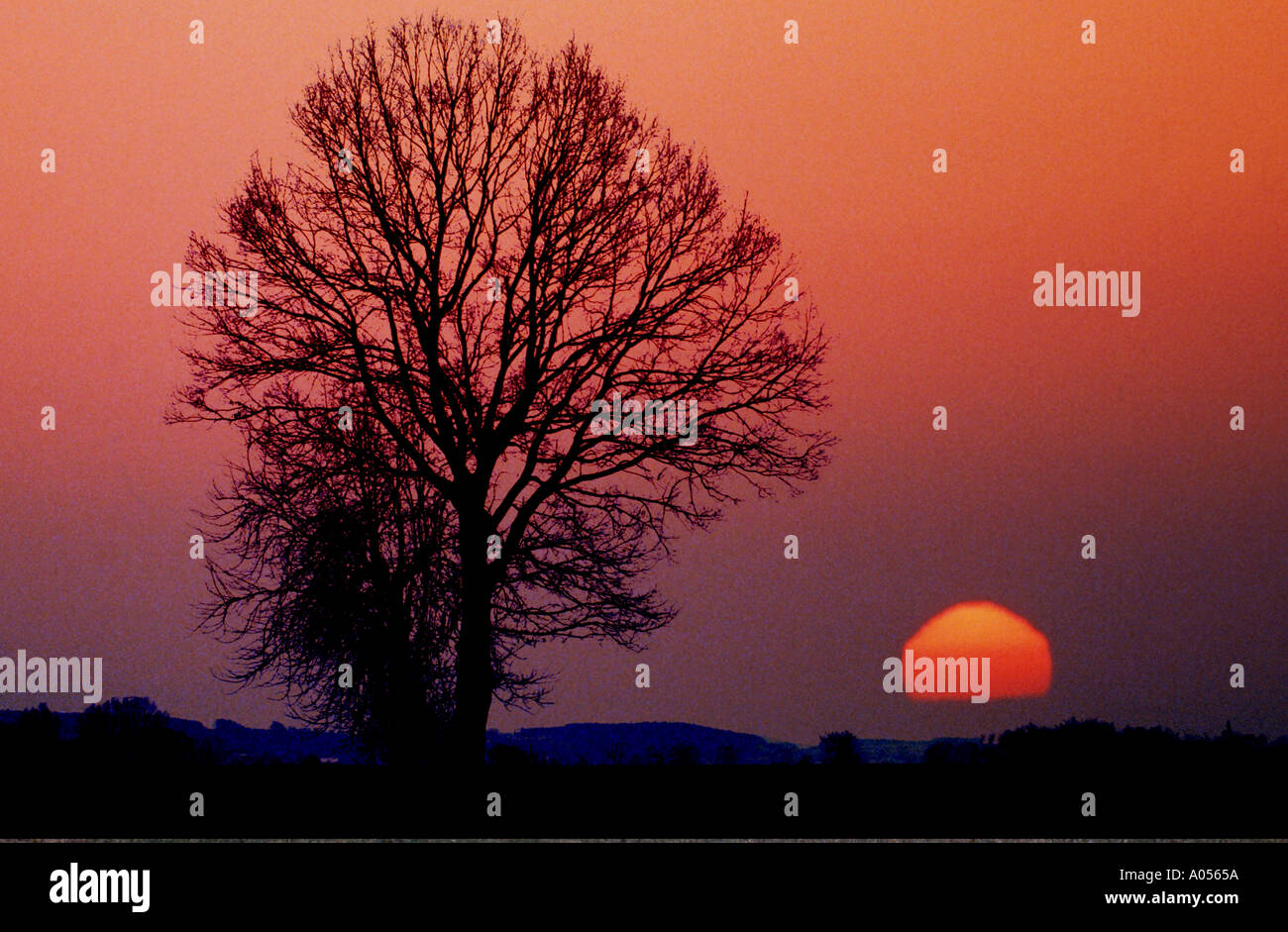 Baum im Spätherbst ohne Blätter Eiche Oaktree blattlosen Sonnenuntergang romantisch pastoral Stockfoto