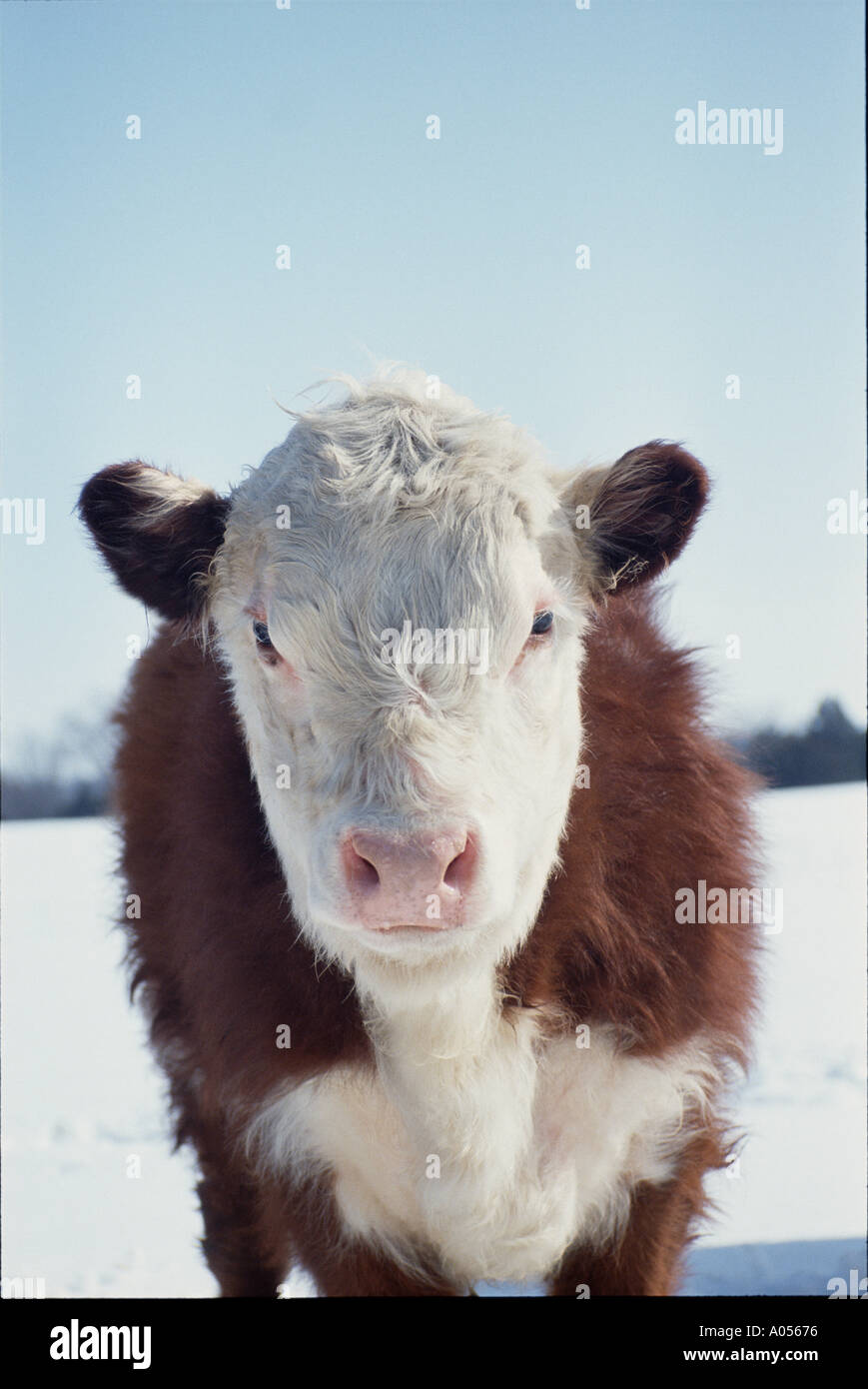 Auge in Auge: Großes befragten Hereford Rind nahe stehend an Sie nach einem Winter, Midwest USA Stockfoto