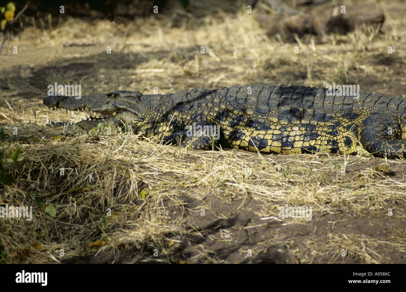 Nil-Krokodil Stockfoto