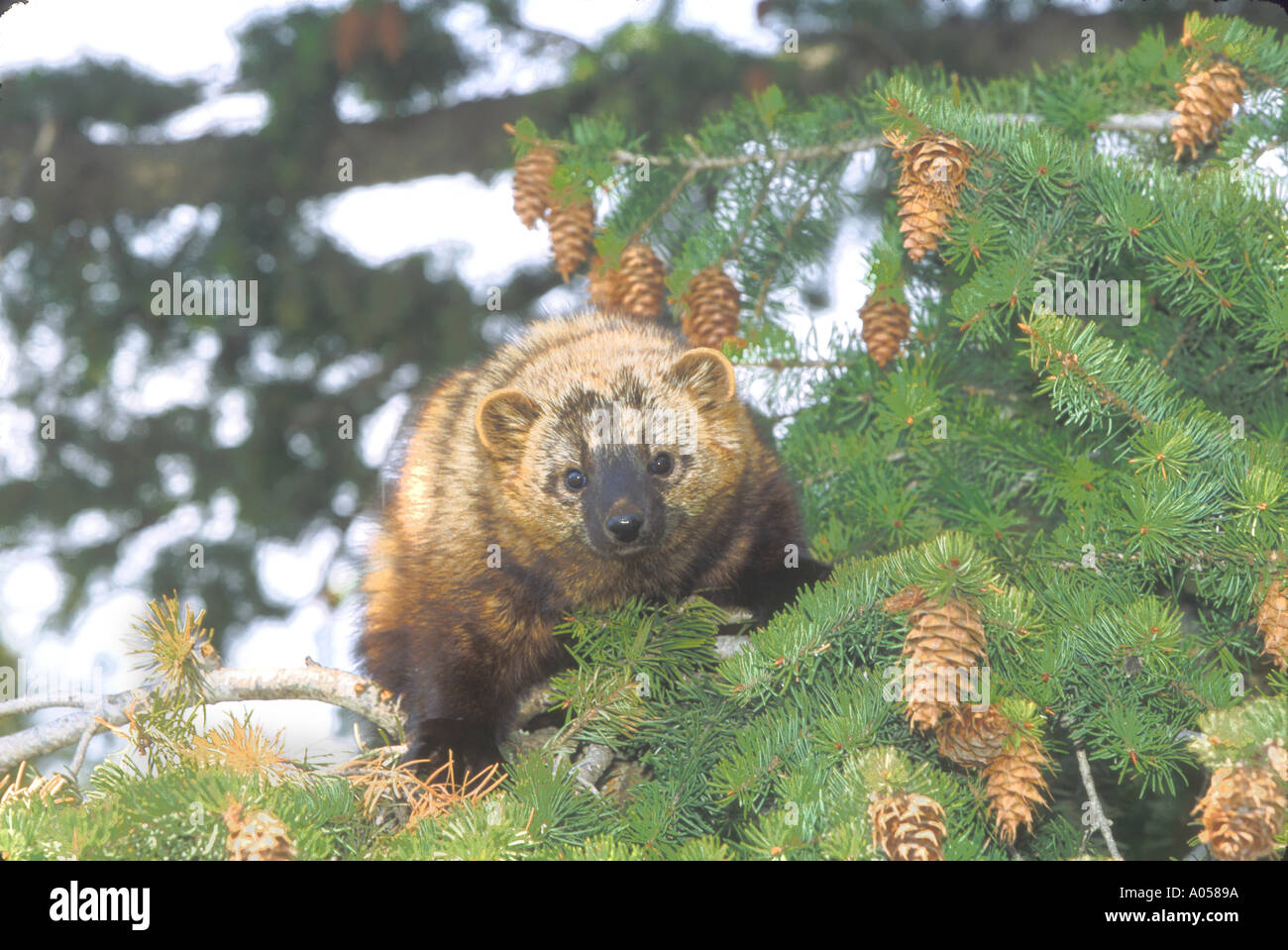 MF2-65 FISHER IM BAUM Stockfoto