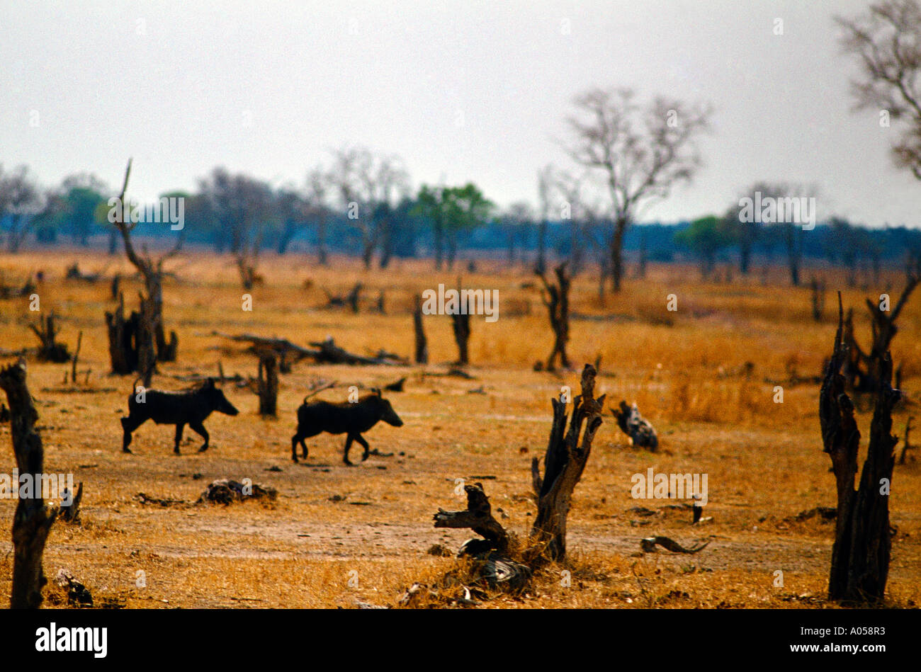 Sambia-Dürre im Hilapgwa Tal Entwaldung Stockfoto