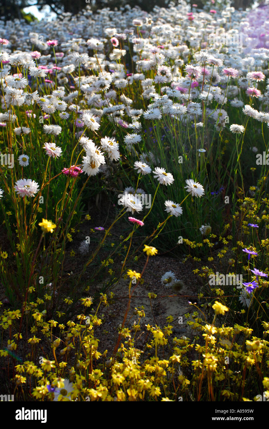 Australische ewige Wildblumen Stockfoto