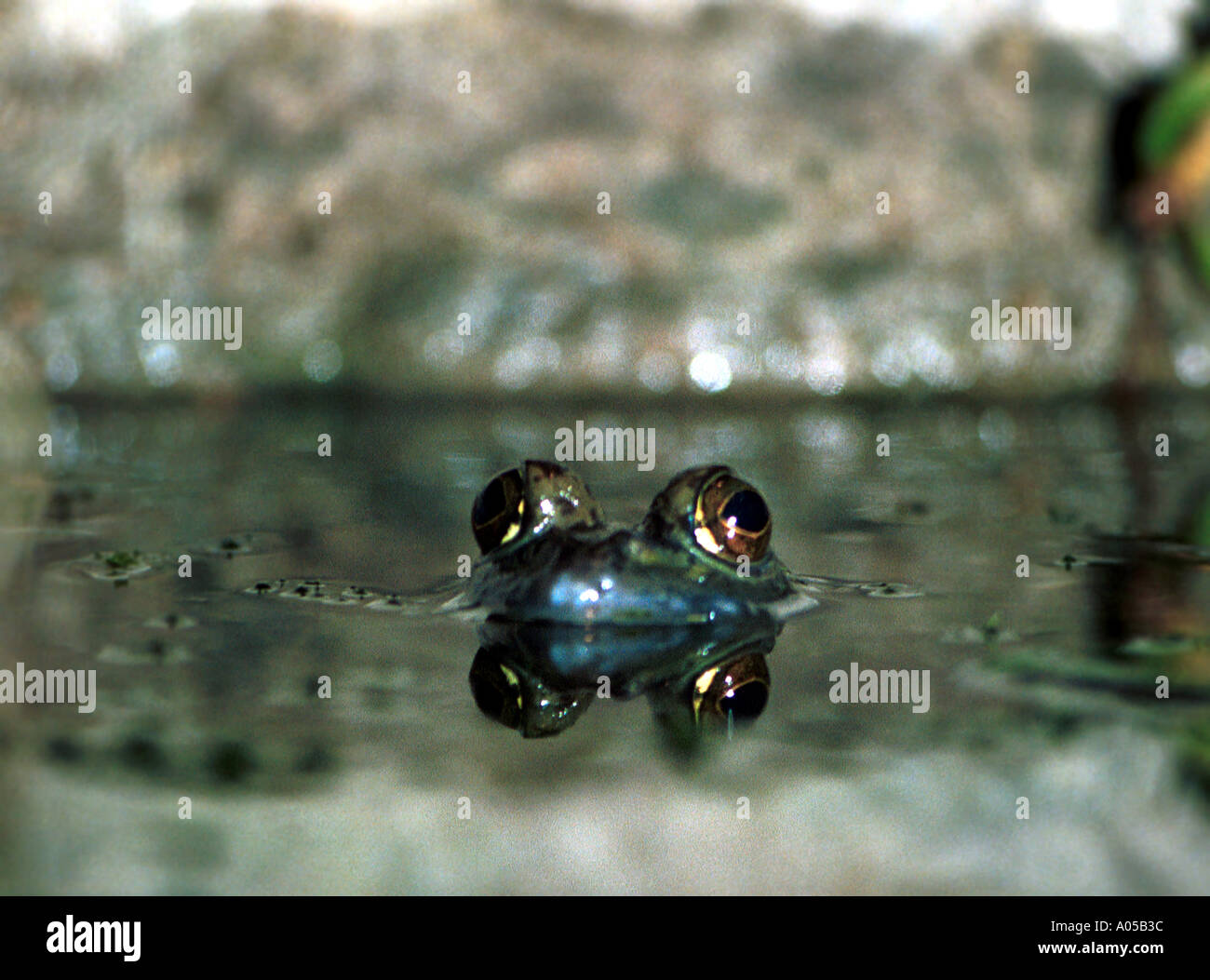 Froschaugen spiegelt sich im Wasser Stockfotografie - Alamy