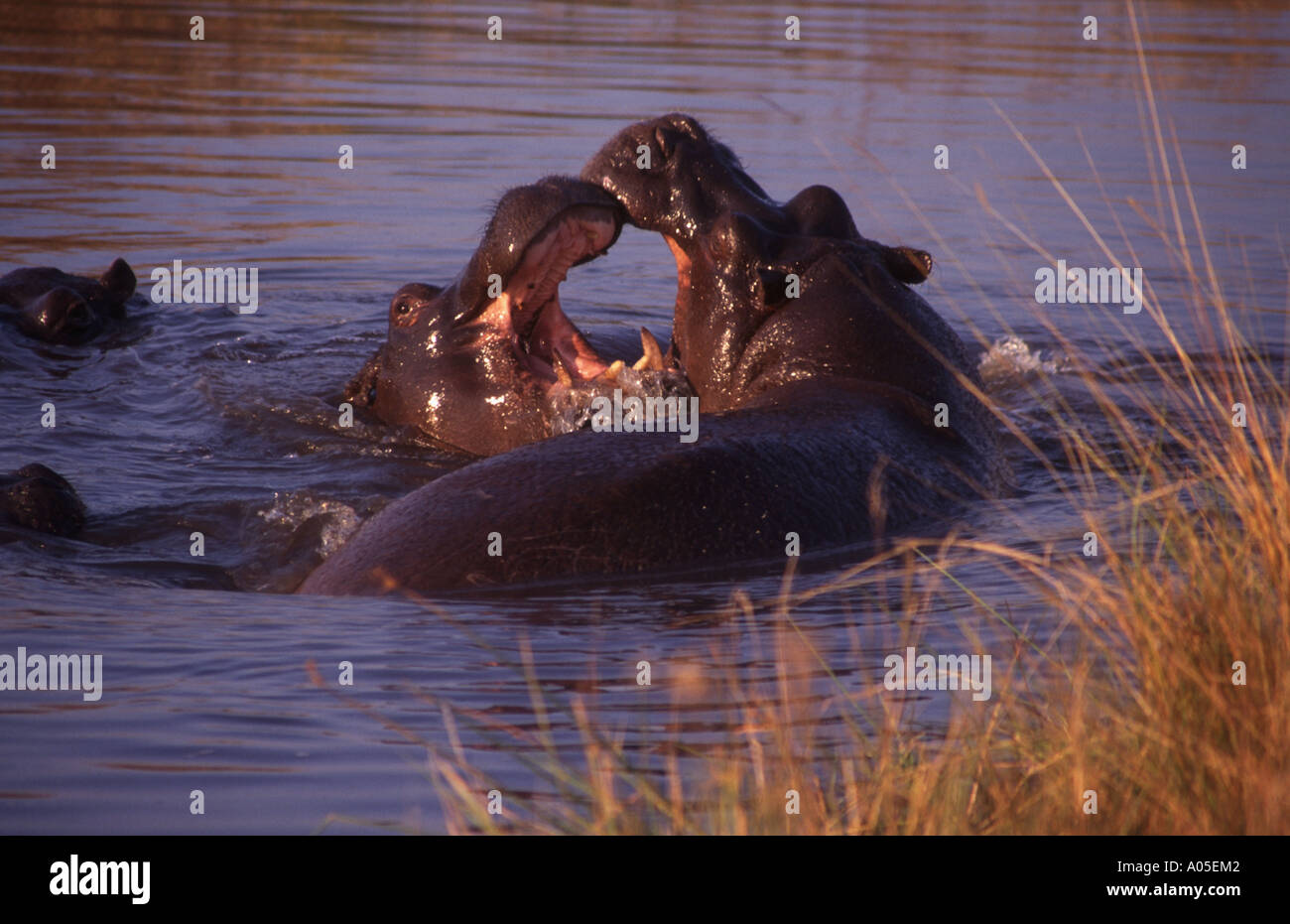 Flusspferde spielen, Fluss Khwai, Moremi Game Reserve Okavango Delta, Botswana Stockfoto