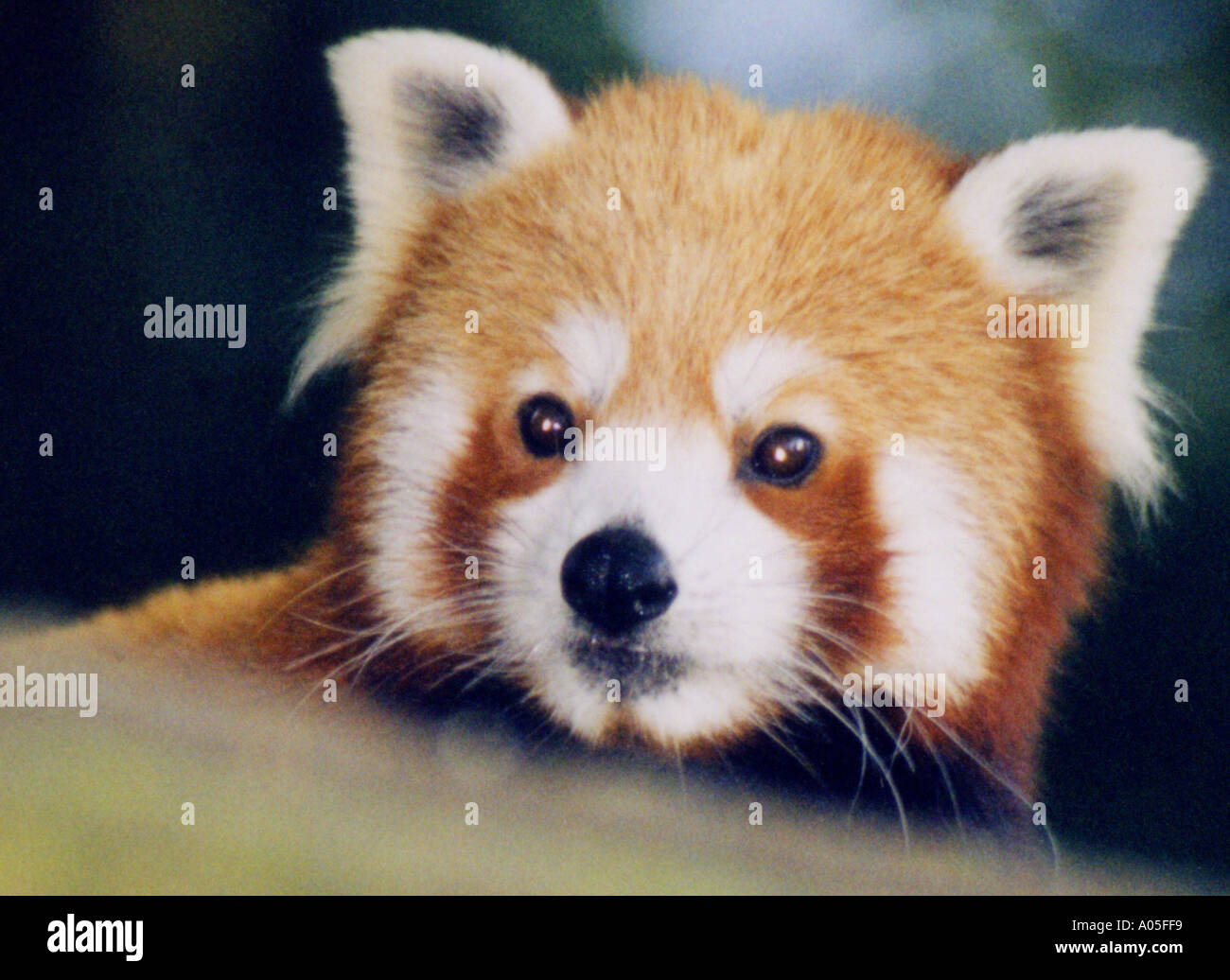 Roter Panda Stockfoto
