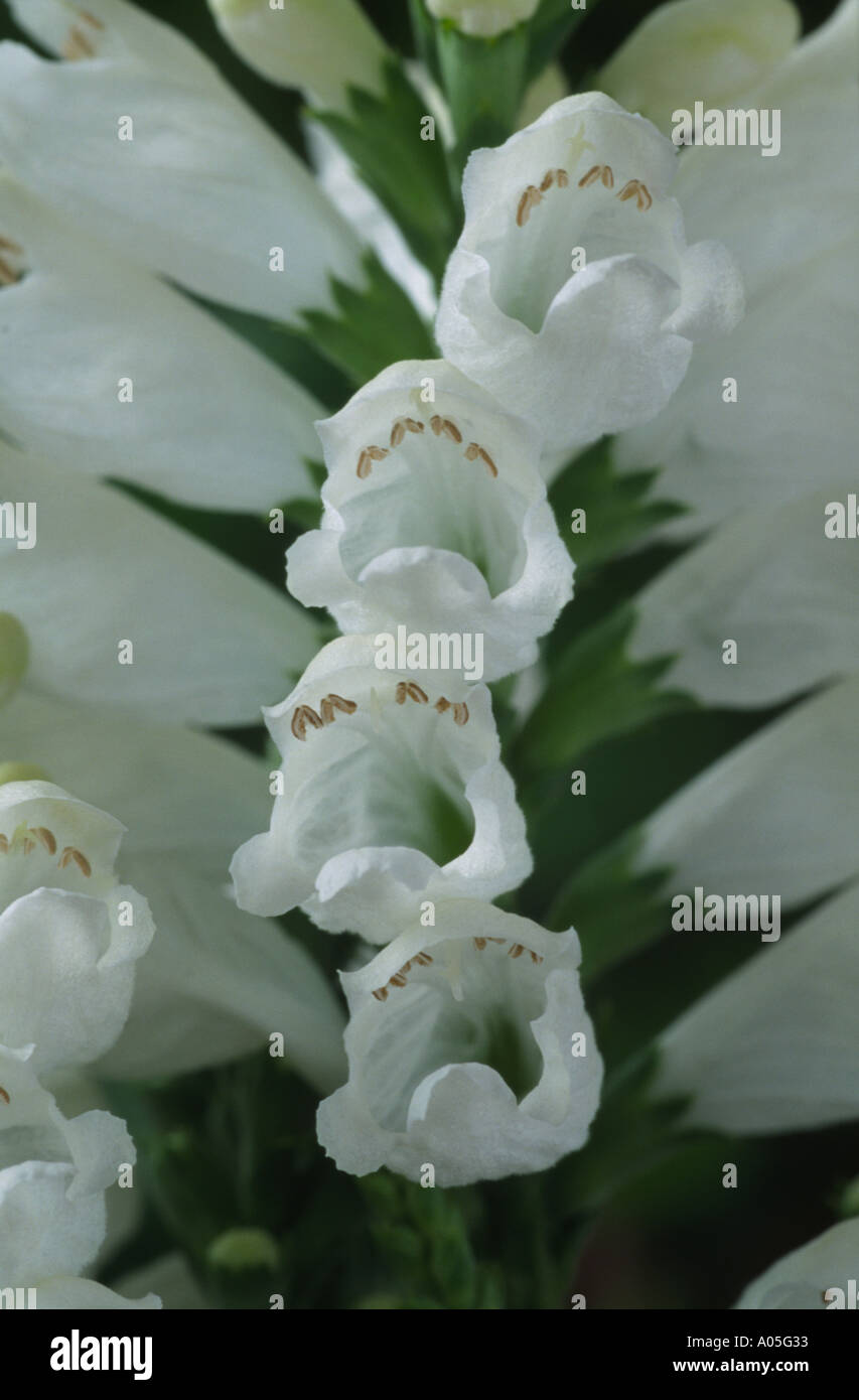 Physostegia Virginiana 'Alba'. Falsche Drachenkopf, Obediant Pflanze. Stockfoto