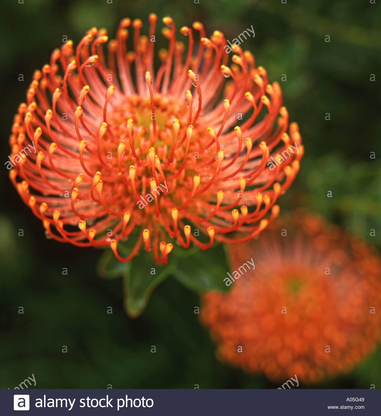 Leucospermum Cordifolium (Nadelkissen) orange Blume Stockfoto, Bild