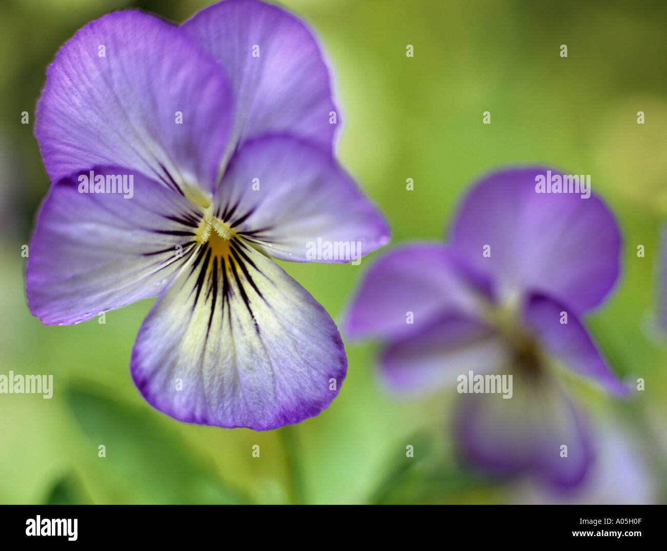 LILA VEILCHEN Viola Magnifico selektiv konzentrierte sich auf die Vordergrund-Blume Stockfoto
