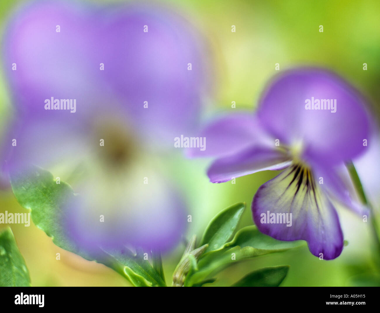 LILA VEILCHEN Viola Magnifico selektiv konzentrierte sich auf die Hintergrund-Blume Stockfoto