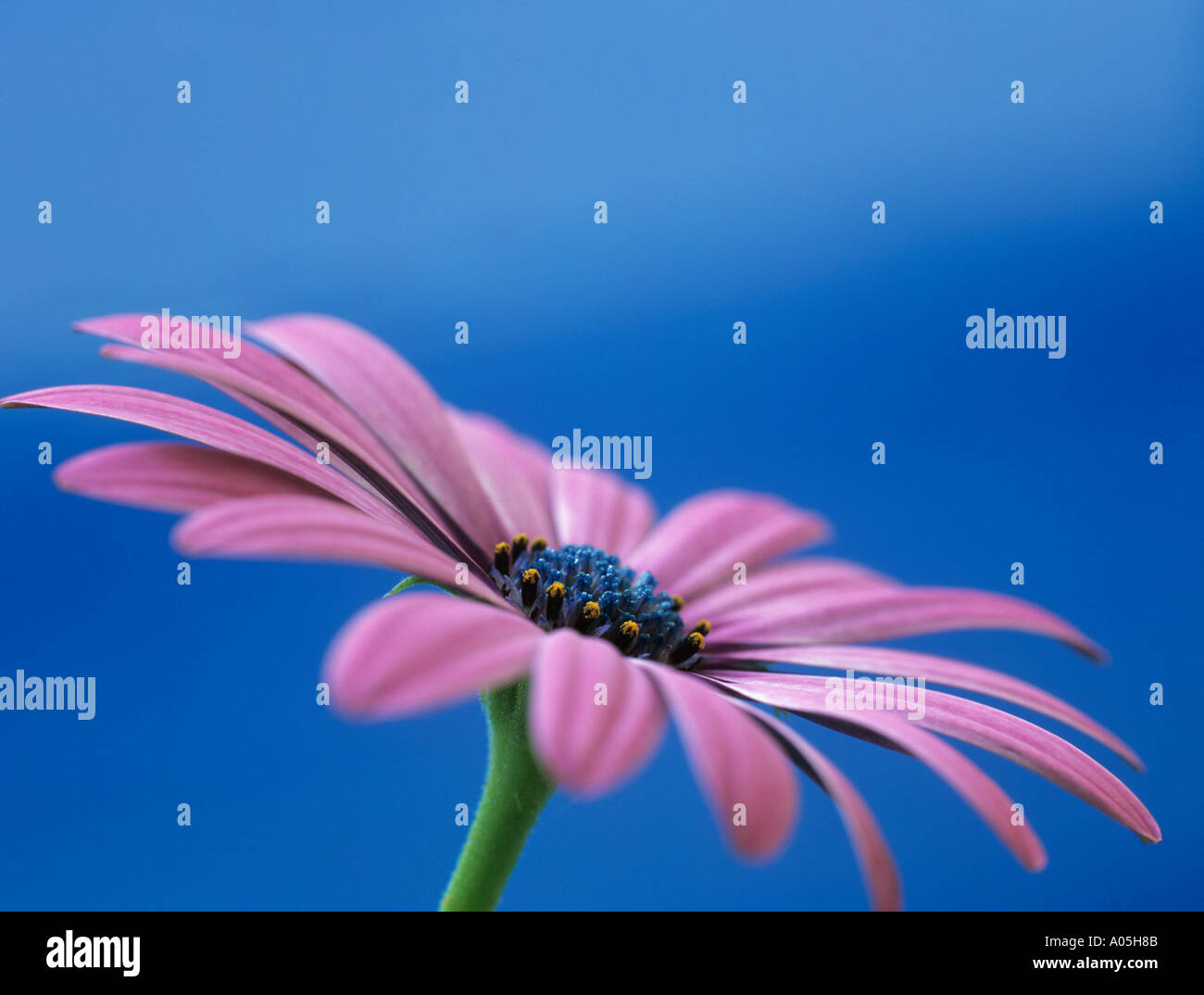 OSTEOSPERMUM Licht lila OSJOTIS oder Herbers Nahaufnahme von einer rosa Blüte in Seitenansicht vor blauem Hintergrund Stockfoto