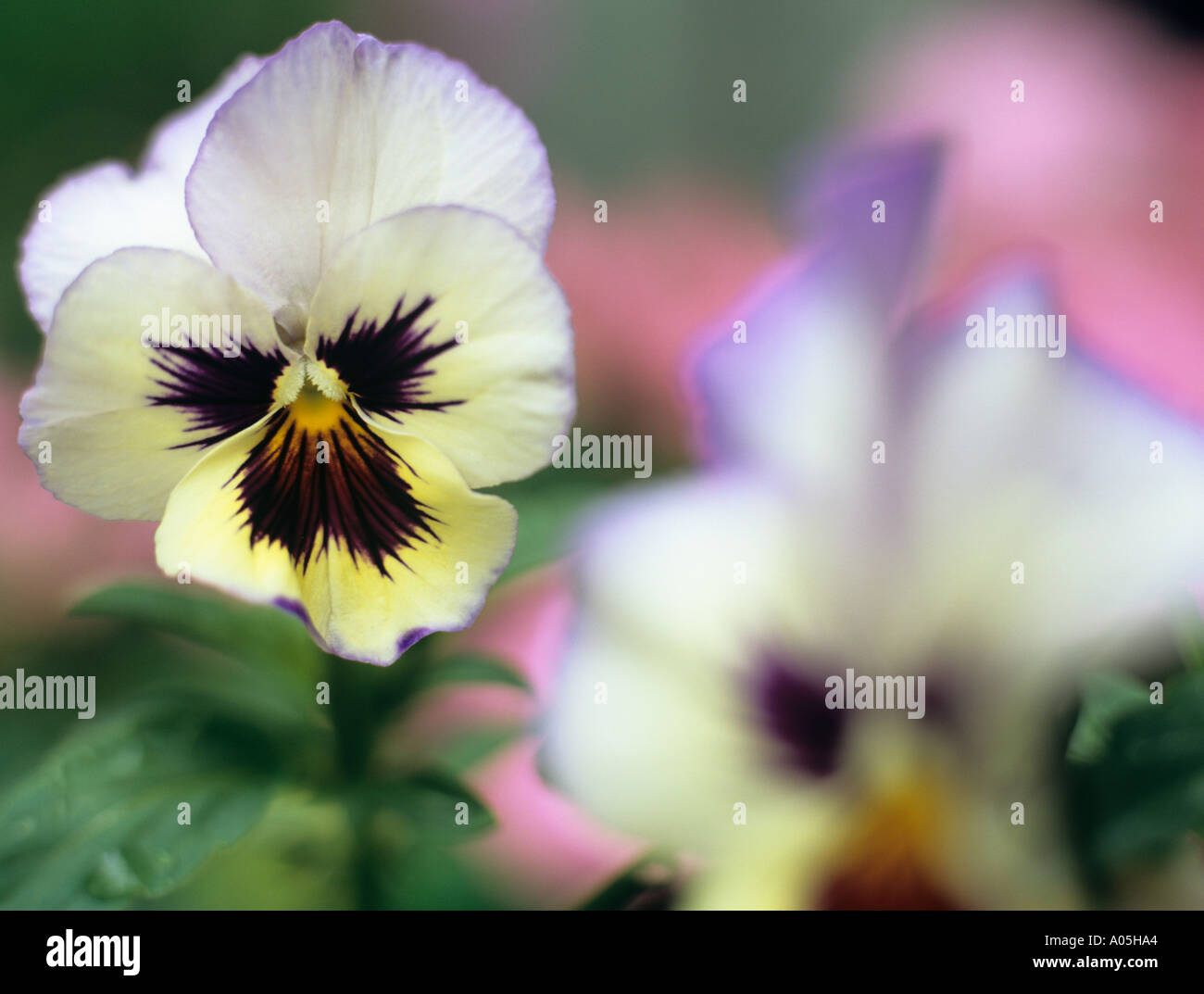Stiefmütterchen Blumen Viola X wittrockiana konzentriert F1 Impressionen selektiv im Vordergrund Stockfoto