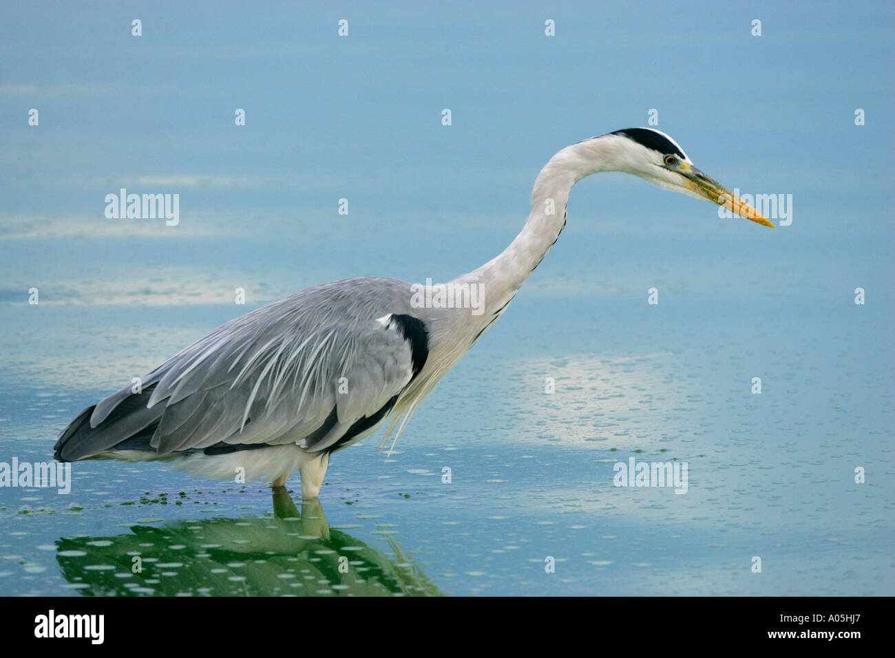 Grey Heron Ardea Cinerea, konzentrierte sich auf Beute, Kruger Park, Südafrika Stockfoto