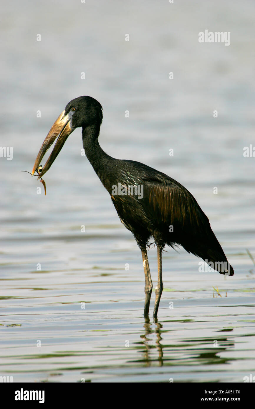 Offen in Rechnung gestellt Stork, mit frischem Wasser Schnecke im Schnabel, Südafrika Anastomus lamelligerus Stockfoto