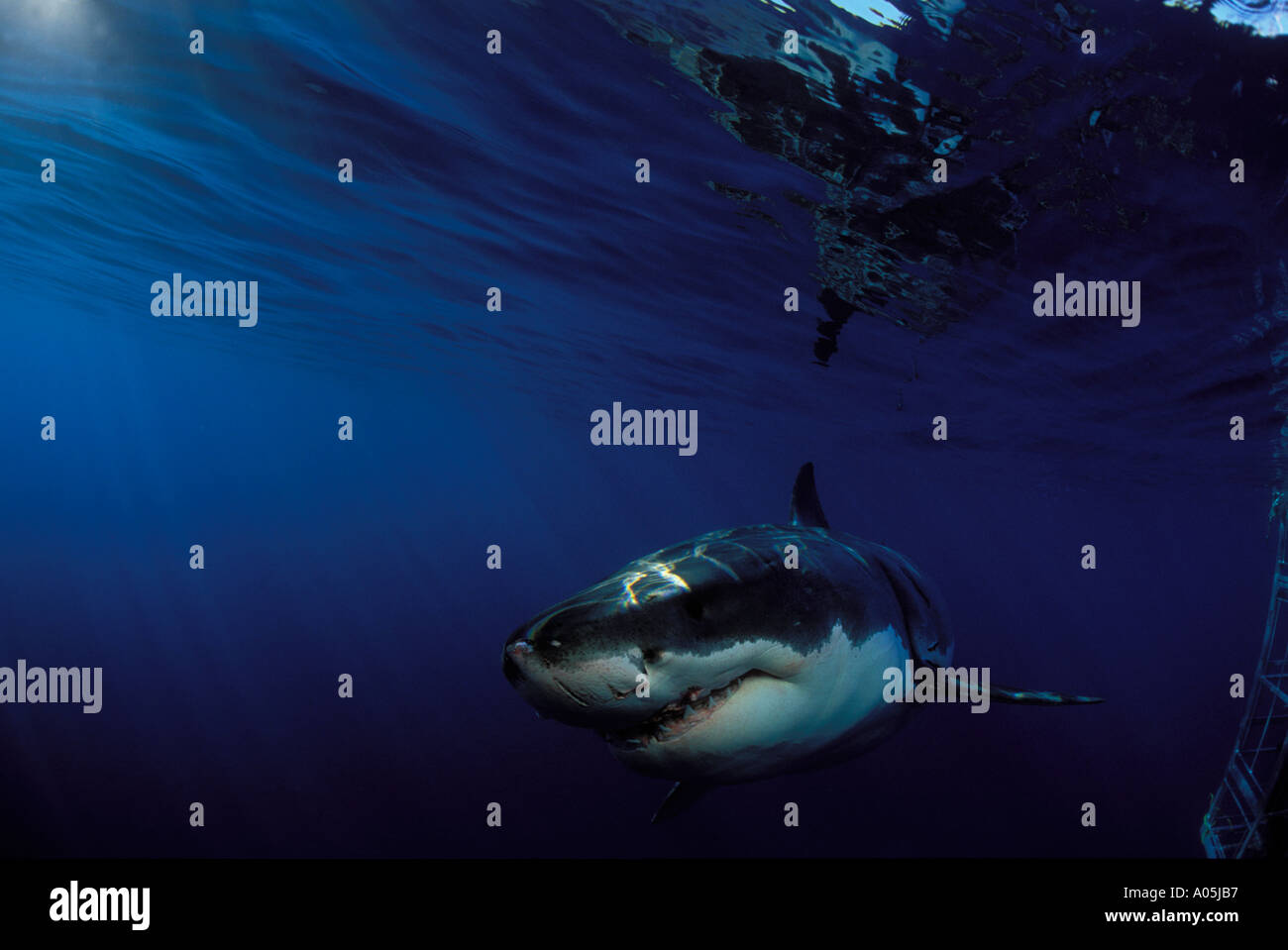 UNTERWASSER-BLICK DES BEVORSTEHENDEN GROßEN WEIßEN HAI CARCHARODON CARCHARIAS INSEL GUADALUPE MEXIKO Stockfoto