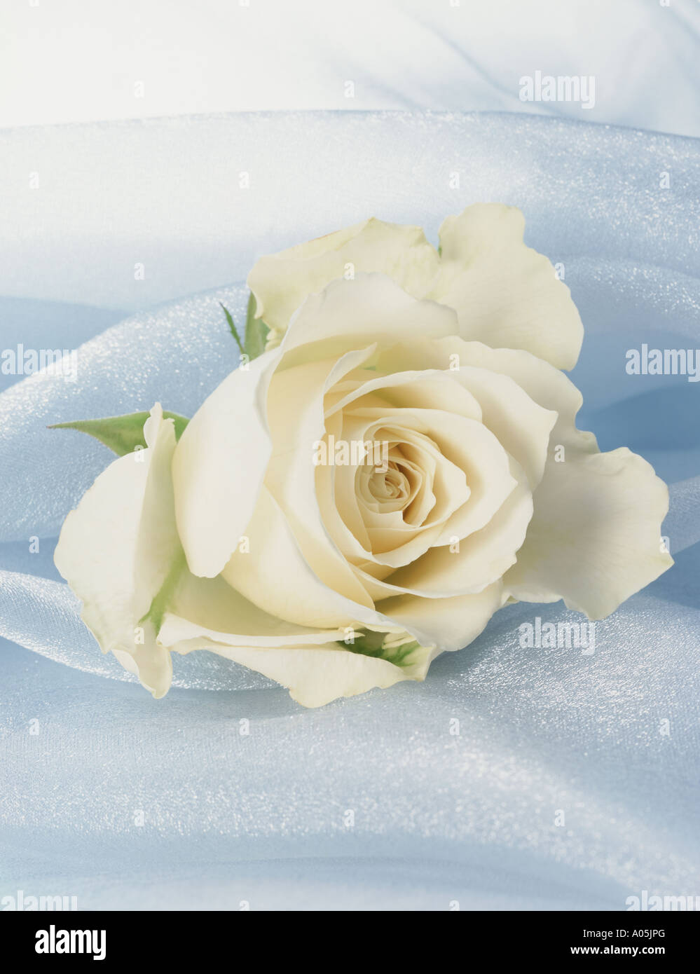 Eine weiße Rose auf einer Seide Hintergrund Stockfoto