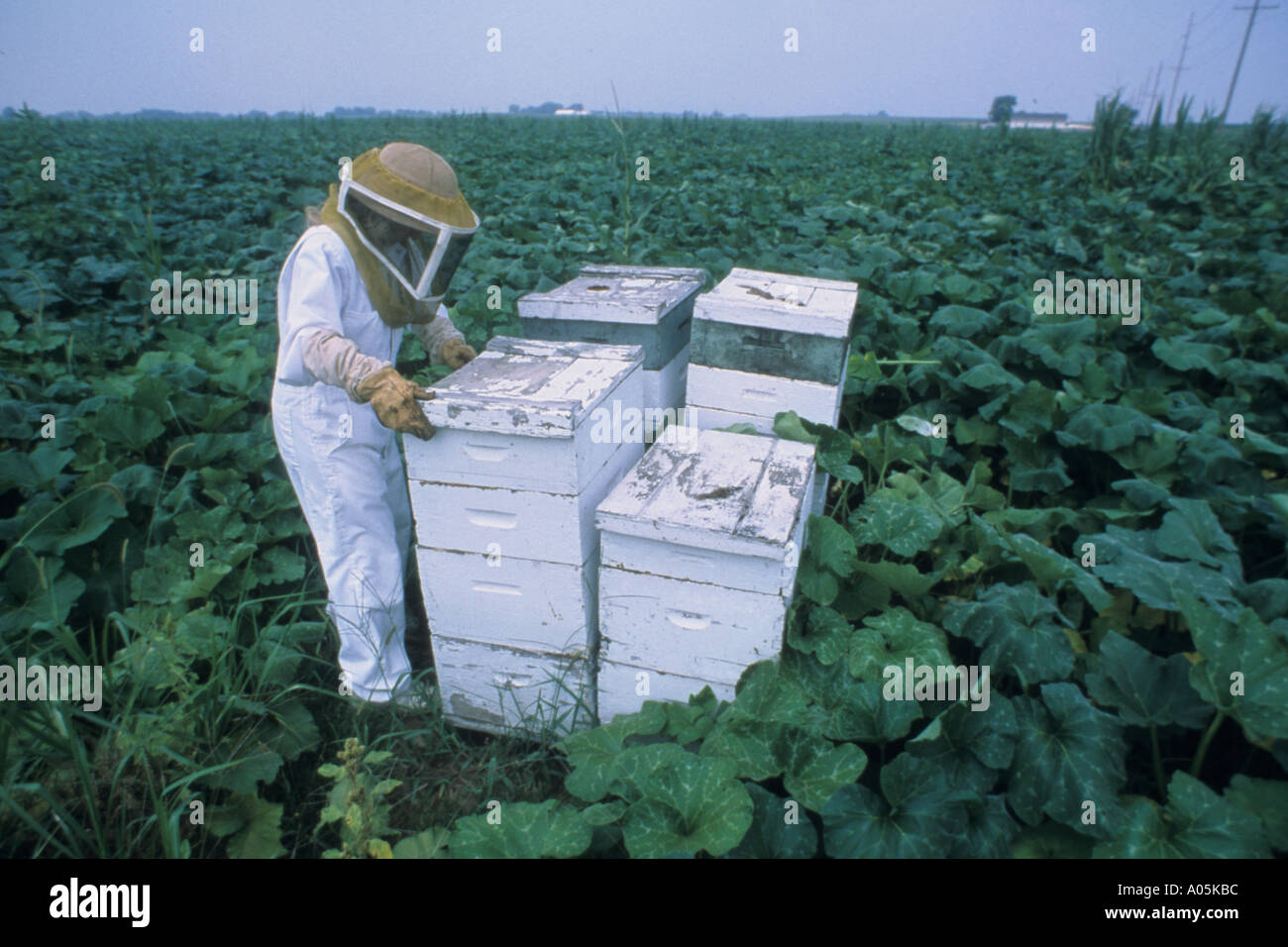 Ein Biene-Halter bedeckt komplett von Kopf bis Zeh, die Teilnahme an den Bienenstöcken Stockfoto