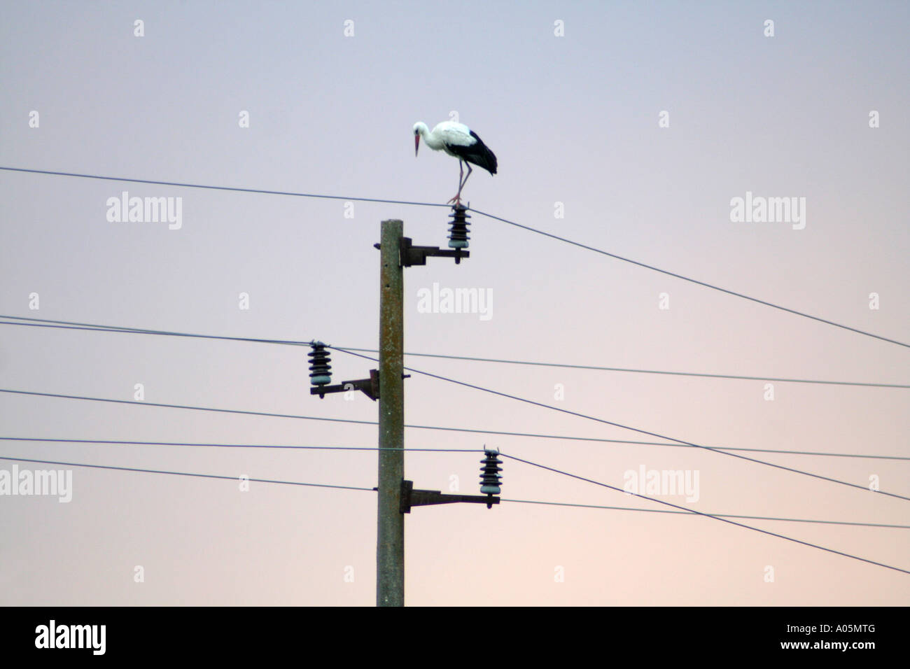 Storch Stockfoto