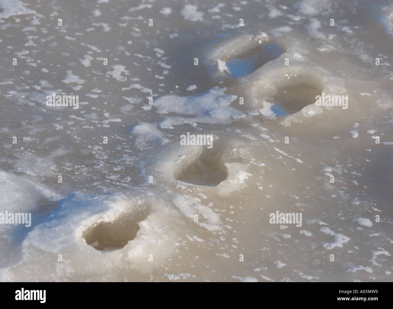 Europäische Berghase ( Lepus timidus ) Spur gefrorenen fest zu Eis , Finnland Stockfoto