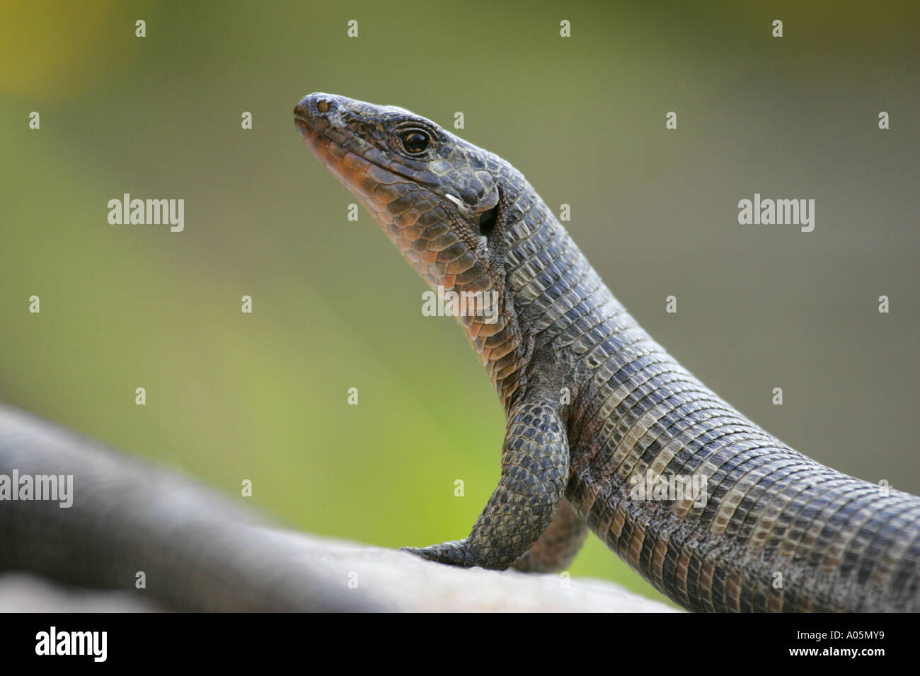 Plated lizard Fotos und Bildmaterial in hoher Auflösung Alamy