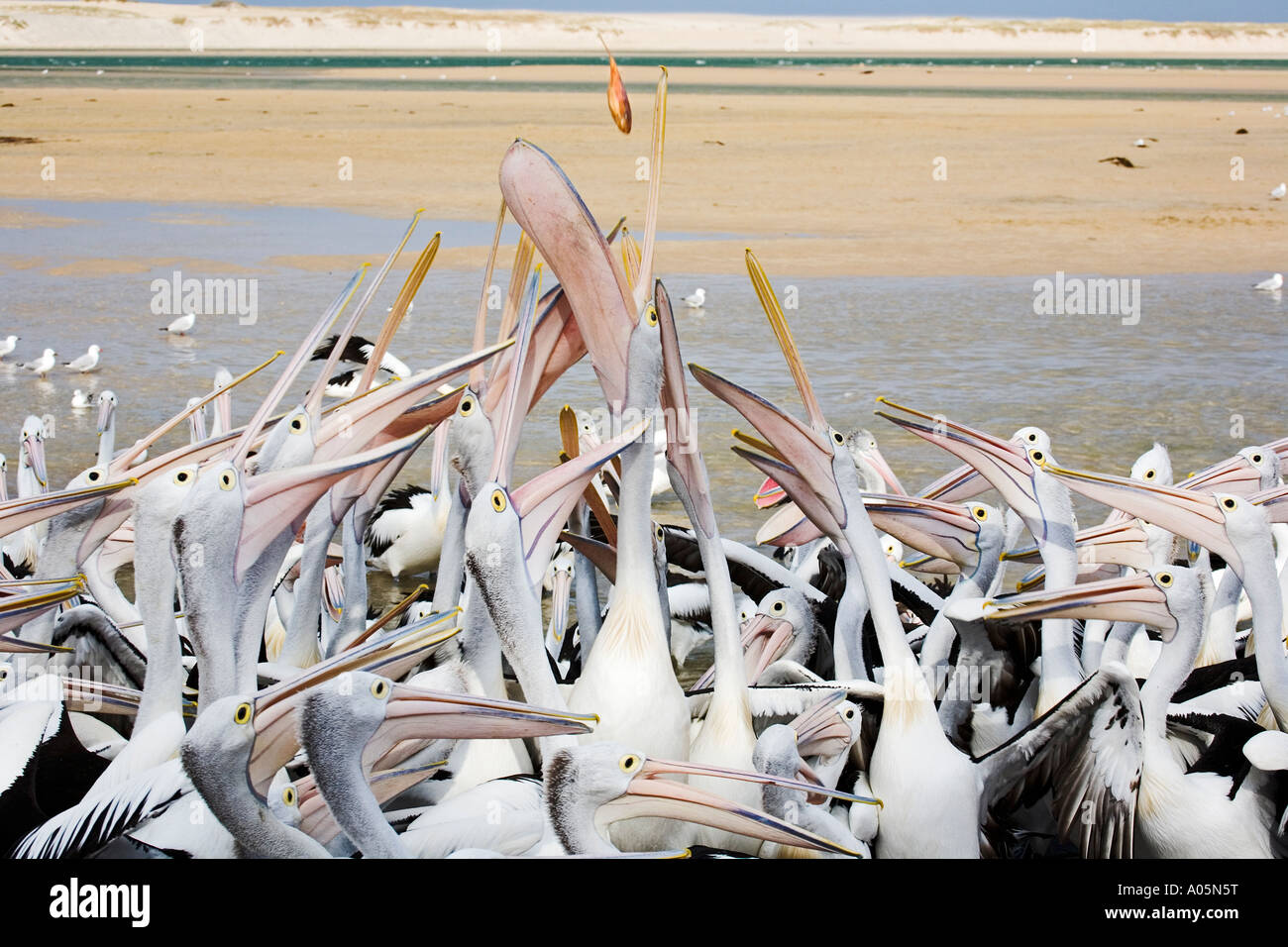 Pelikan füttern - versucht, die Fische zu fangen Stockfoto