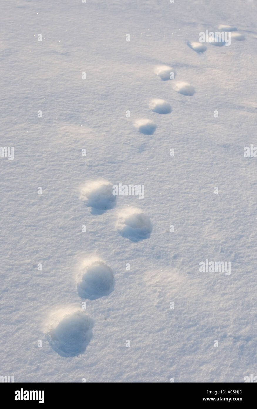 Set von alten europäischen Berghasen (Lepus timidus) Spuren auf Schnee, Finnland Stockfoto