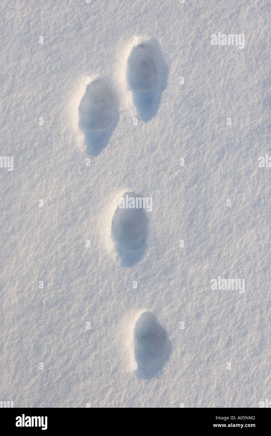 Nahaufnahme eines frischen europäischen Berghasen (Lepus timidus) Track, Finnland Stockfoto