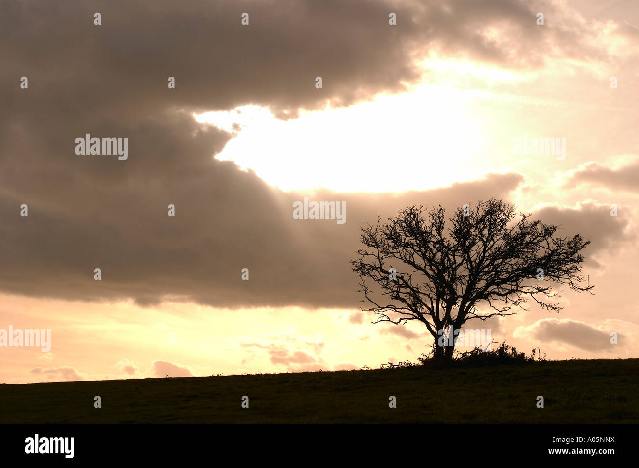 Einsamer Baum im Wind fegte Feld Stockfoto